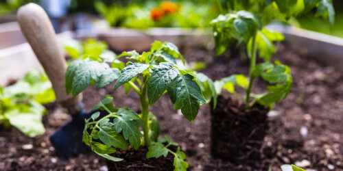 106-plants-de-tomate