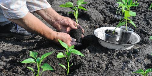 26-demarrer-son-potager-2