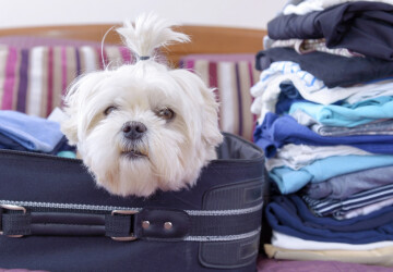 dog-sitting-in-the-suitcase