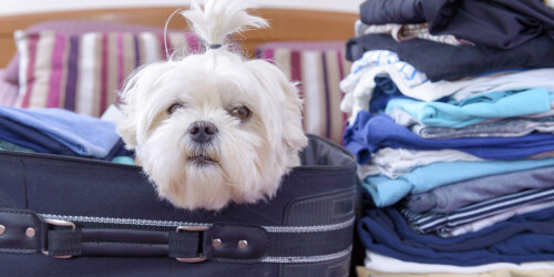 dog-sitting-in-the-suitcase
