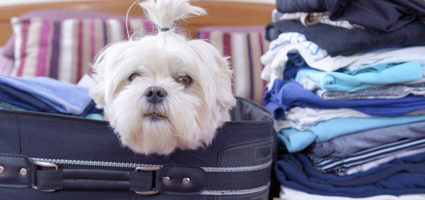 dog-sitting-in-the-suitcase