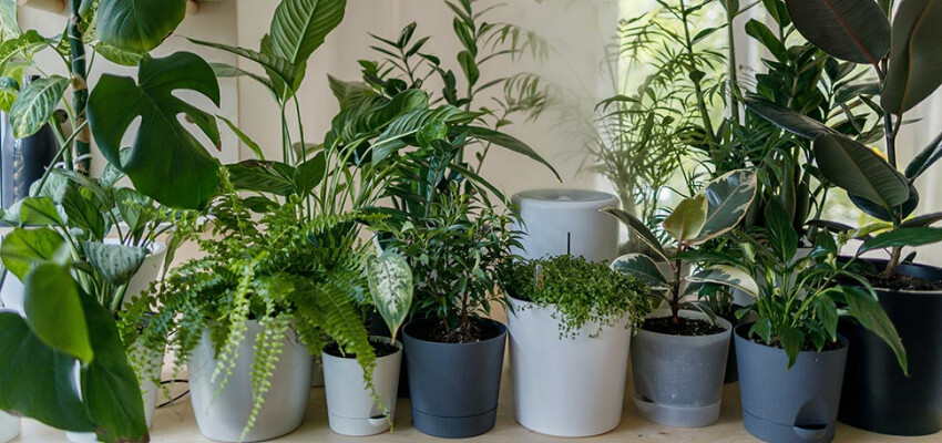 plus-belles-plantes-interieur