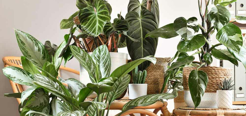 plante-d-interieur-exotique