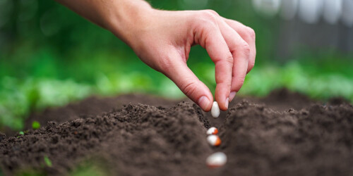 74-plantation-des-legumes